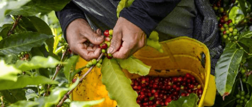 Café de Timor-Leste: caminhar firmemente para o café de alto valor