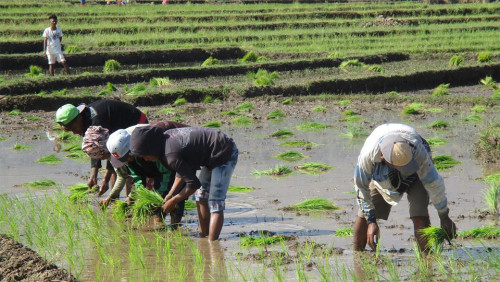 東帝汶水稻種植
