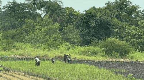 Cultivo e Comércio de Arroz na Guiné-Bissau
