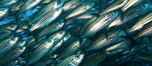 Pescas na Guiné-Bissau: potencial económico, desafios estruturais e cooperação internacional