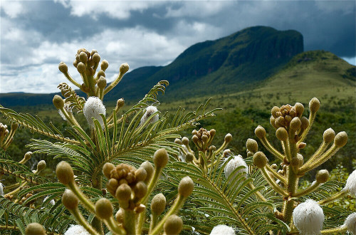 2001 – 塞拉多保护区：查帕达－多斯－维阿迪罗斯和艾玛斯国家公园